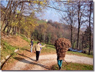 Raccolta delle foglie a Cabusi di Gerosa