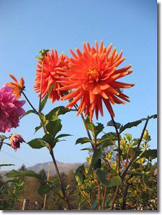 Dalie in fiore  a Ca' Zanardi con Il Pizzo Cerro sullo sfondo