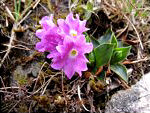 Primula di Lombardia (Primula glaucescens) - VEDI IN GRANDE