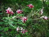 Aquilegia atrata verso il Monte Molinasco