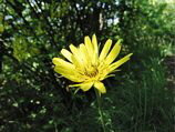 Tragopogon pratensis ai Foppi di Zogno