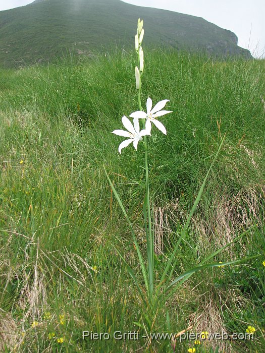 IMG_0918.JPG - In alta Val Serrada Giglio di montagna ('Paradisea liliastrum')