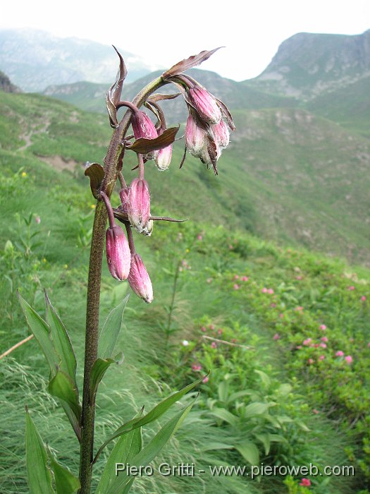 IMG_0928.JPG - Giglio Martagone (Lilium martagon) in bocciolo (alta Val Serrada)