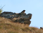 Marmotta in sentinella su alta postazione rocciosa - foto Piero Gritti 24 sett 07