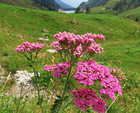 Monte Mincucco ad anello dal Lago di Valmora-31ag24- FOTOGALLERY