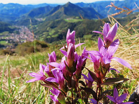 MONTE CASTELLO (croce 1425 – cima 1474 m) da Valpiana di Serina il 29 settembre 2024 - FOTOGALLERY