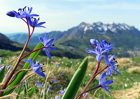 Al Rifugio Capanna 2000 ad anello: neve in scioglimento, fiori in crescita ! 30apr24- FOTOGALLERY