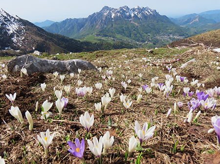 Al Rifugio Capanna 2000 ad anello: neve in scioglimento, fiori in crescita ! 30apr24- FOTOGALLERY