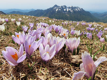 Al Rifugio Capanna 2000 ad anello: neve in scioglimento, fiori in crescita ! 30apr24- FOTOGALLERY