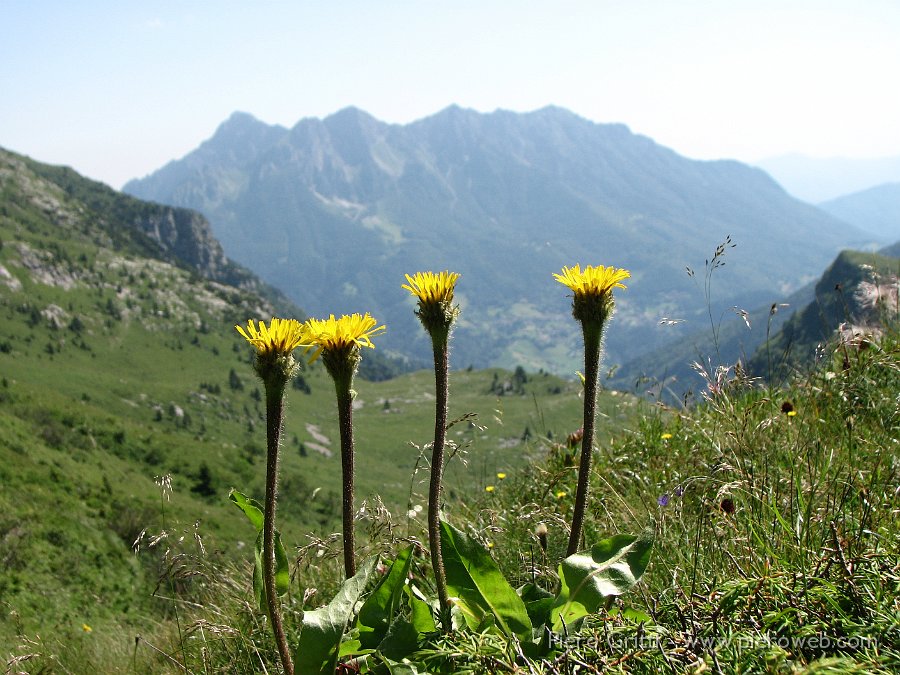 IMG_1403.JPG - Hypochoeris uniflora con lo sfondio dell'Alben