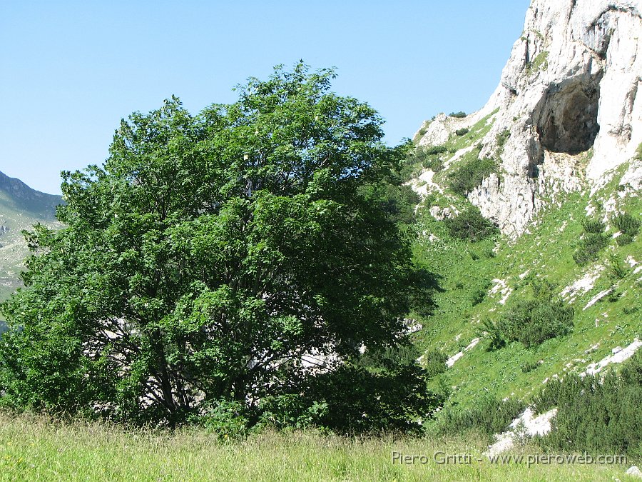 IMG_1440.JPG - Grande albero e... grande caverna nel torrione del Corno Branchino