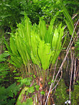 Lingua di cane (Phyllitis scolopendrum) tra la lussureggiante vegetazionei alle sorgenti dell'Enna