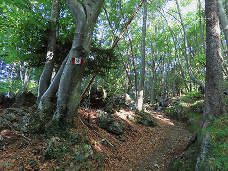 Monte Suchello (1541 m) ad anello da Costa Serina il 28 agosto 2024   - FOTOGALLERY