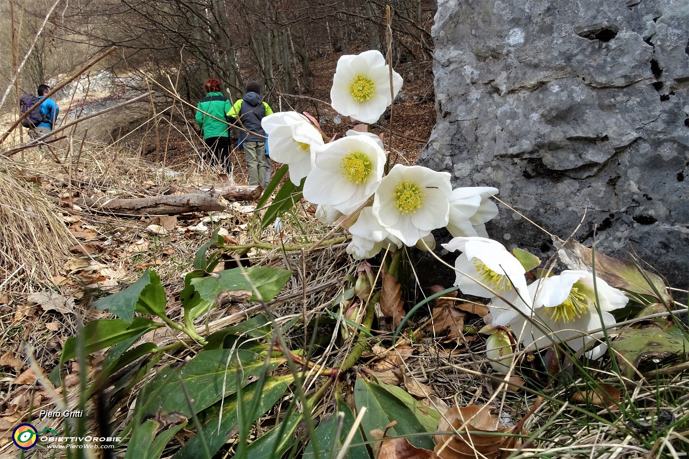 Rosa Di Natale Immagini.Anello Dei Tre Faggi Da Fuipiano Il 12 Marzo 2017 18 Helleborus Niger Elleboro Nero O Rosa Di Natale