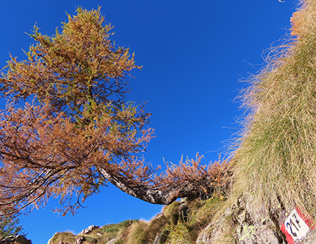 PIETRA QUADRA (2376 m) colorata d’autunno dalle Baite di Mezzeno-4nov24 -  FOTOGALLERY