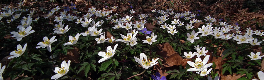 Distesa di anemoni bianchi