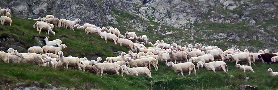 Pecore al pascolo