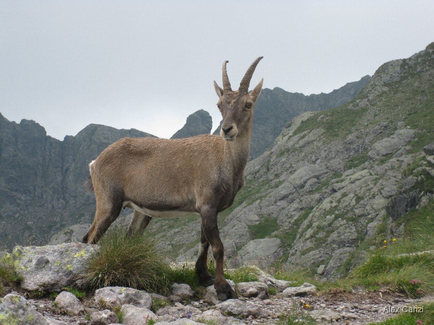 stambecco.jpg - Bellissima femmina...di stambecco