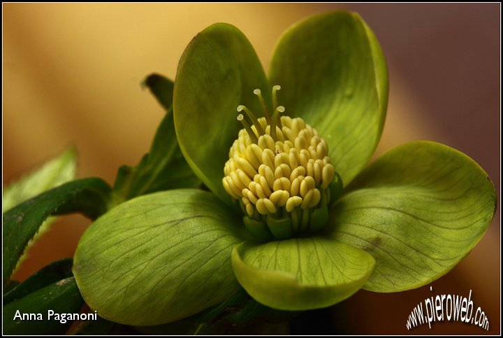 Helleborus.jpg