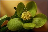 Helleborus