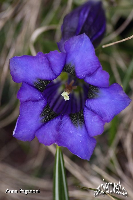 IMG_7280.JPG - Gentiana Clusii