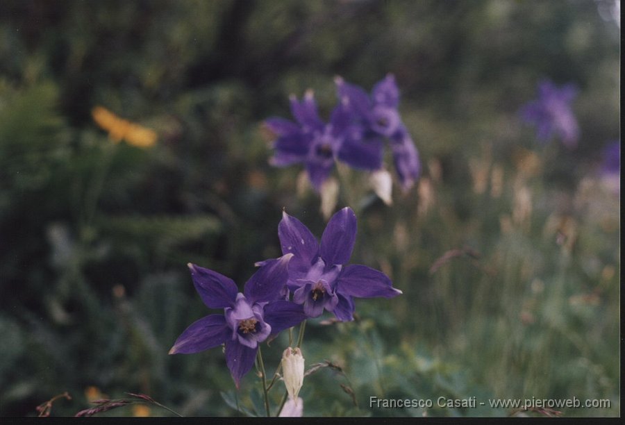 11-Fiore.jpg - Splendido fiore (Aquilegia einseleana)