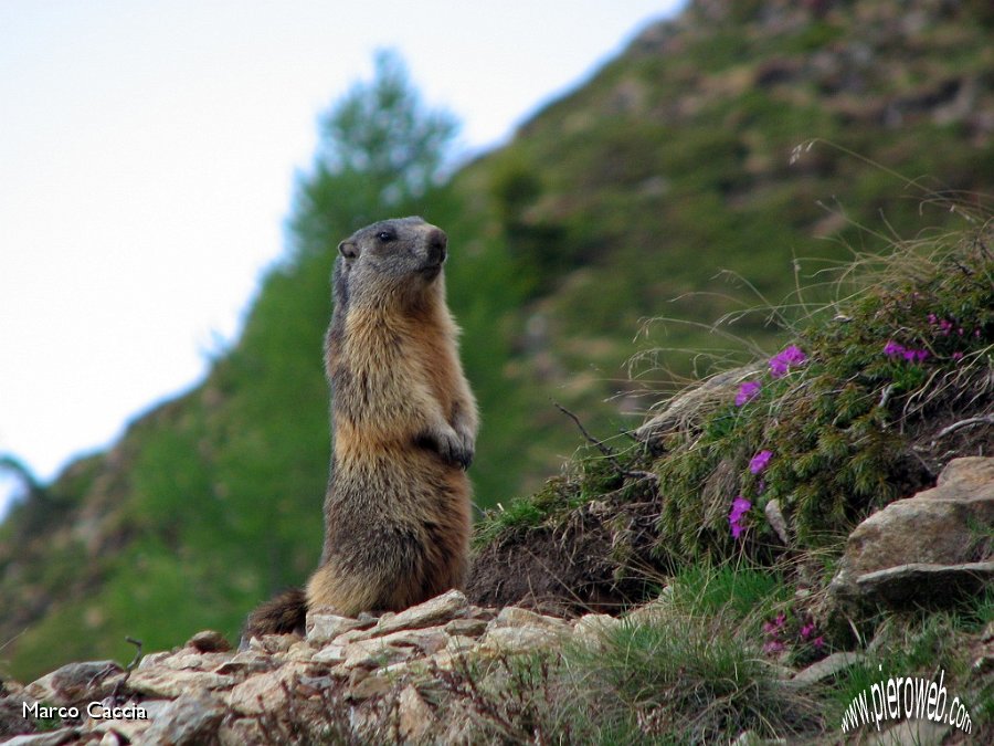 02_Marmotta.jpg