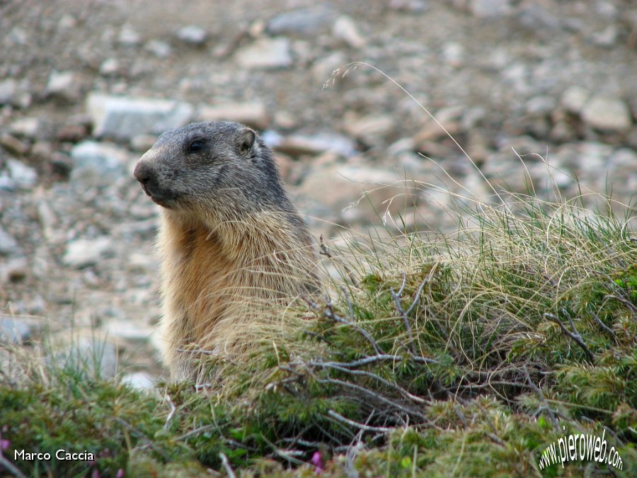 03_Marmotta.jpg