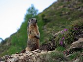 02_Marmotta