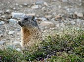 03_Marmotta