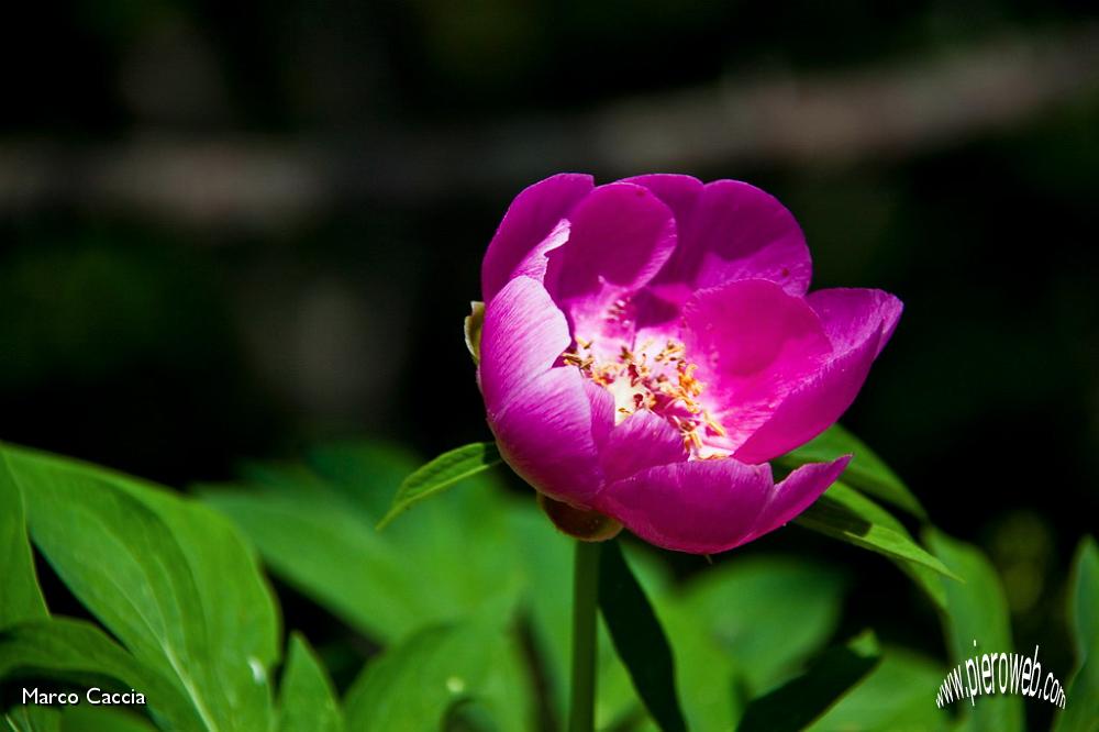 37_Peonia.jpg