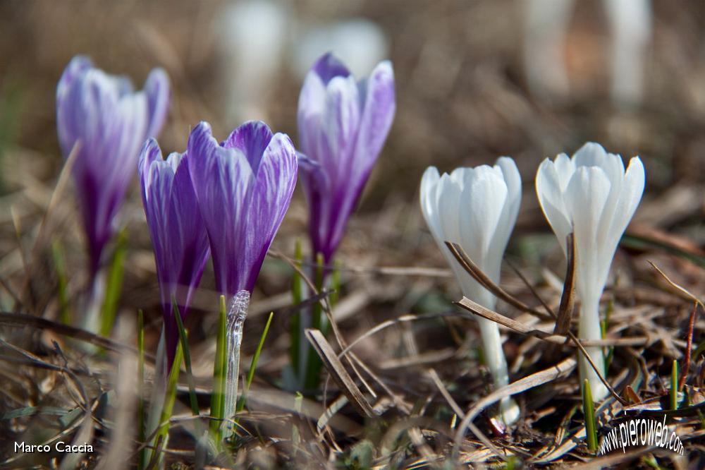 07_Crocus.jpg