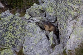 04_Marmotta