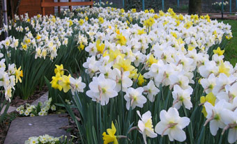 Narcisata nel mio giardino 27 marzo 09  - FOTOGALLERY