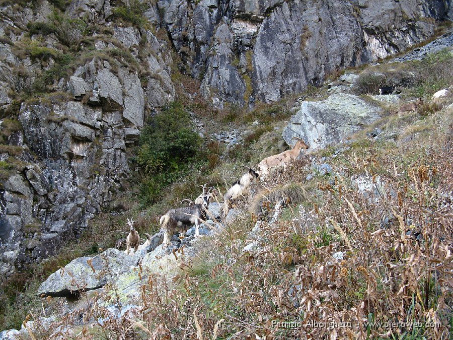 IMG_0420.JPG - Gregge di capre che sale verso il rif.Coca, durante il nostro rientro